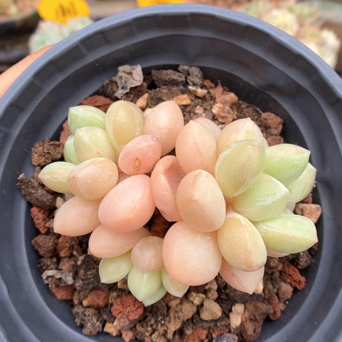 老桩泡泡糖群生697号。 