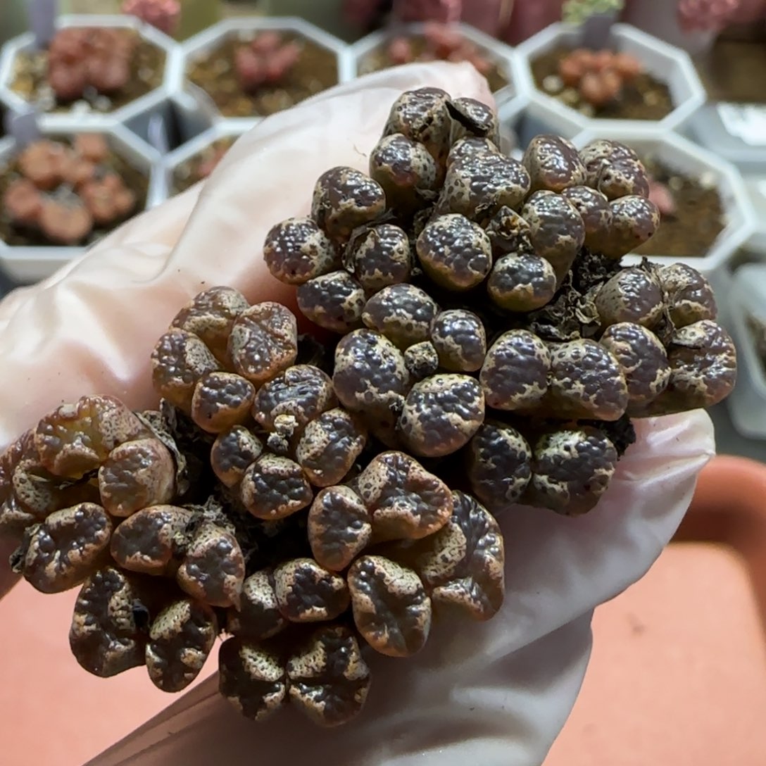 1.13。勋章*2。 5006