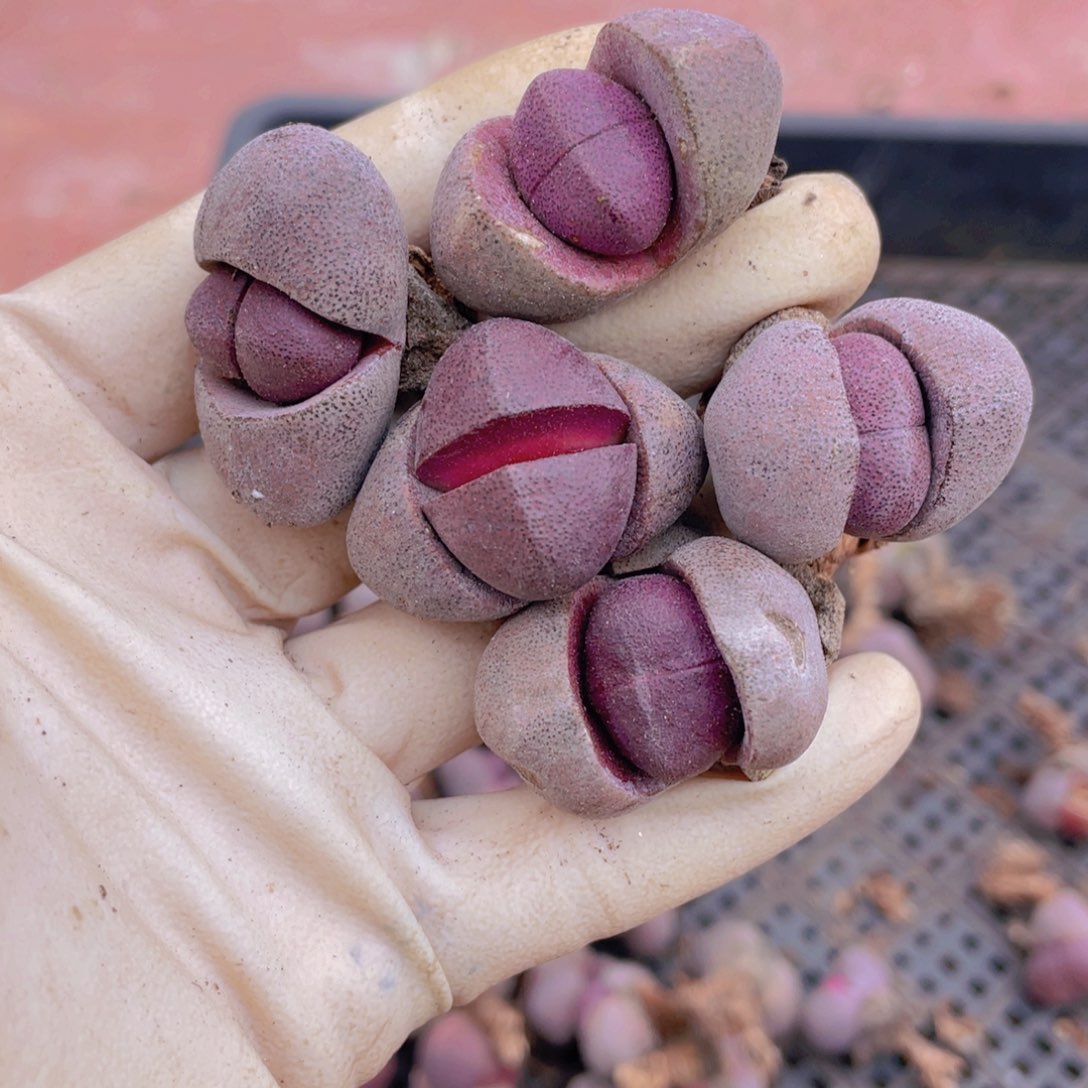 5颗紫元宝888888888888