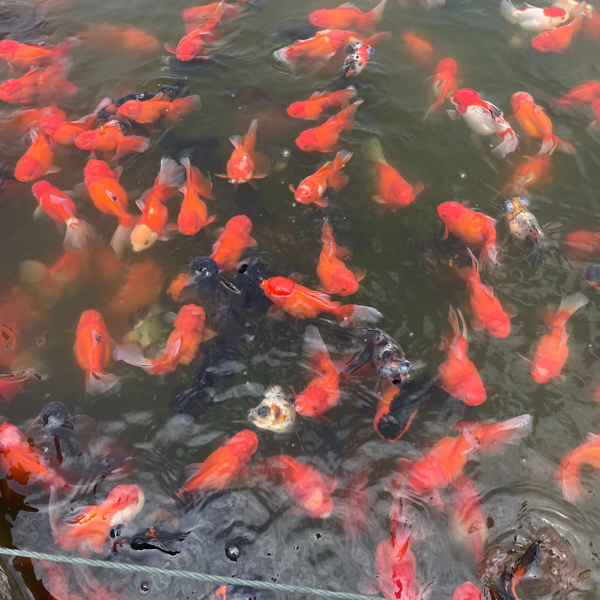 [101-200号】观赏鱼