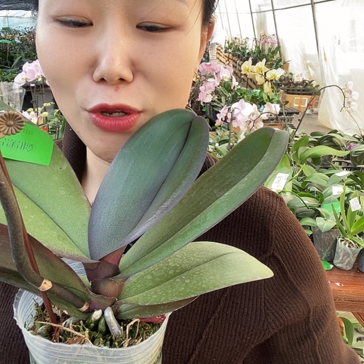 无花朵牛记黑脸蝴蝶兰