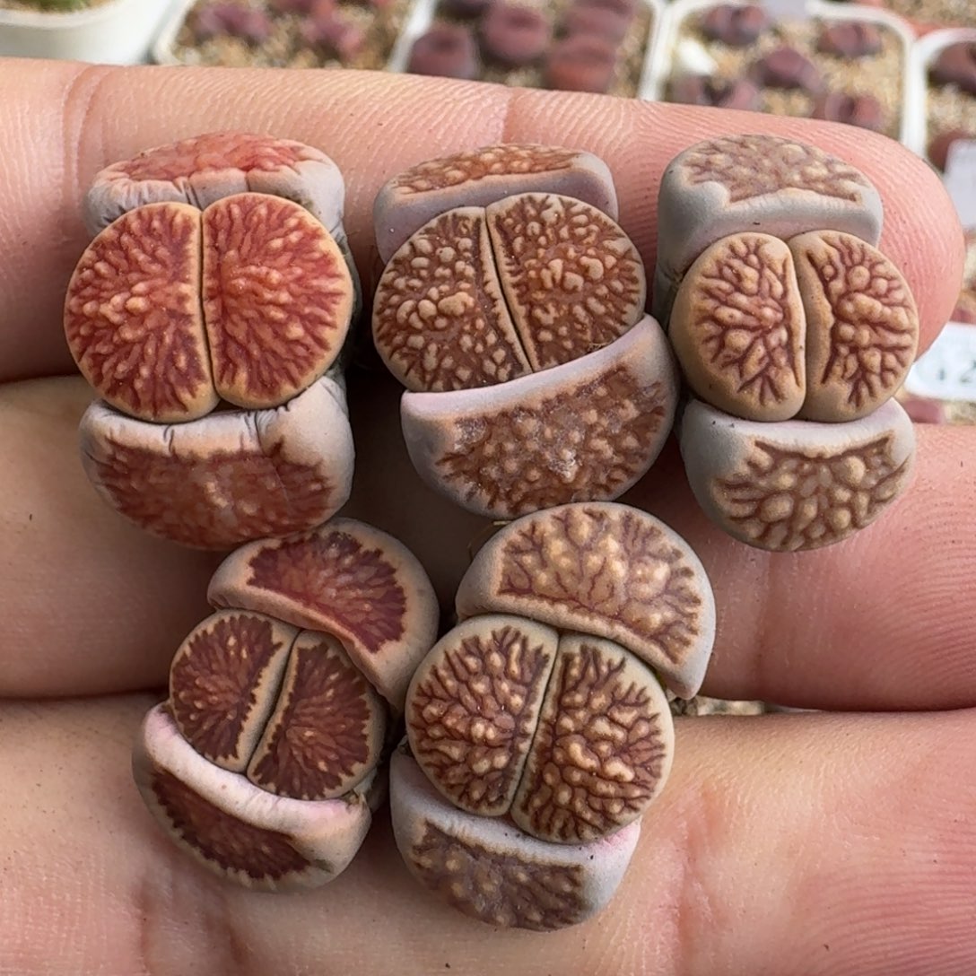 G267美菊三年优选