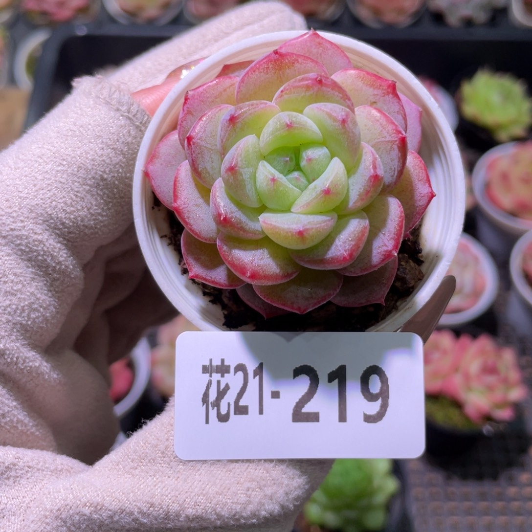 花利美21-219新品