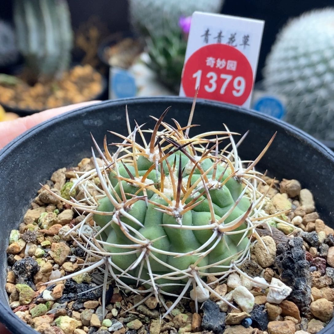 实生狂刺伍佰津玉4cm