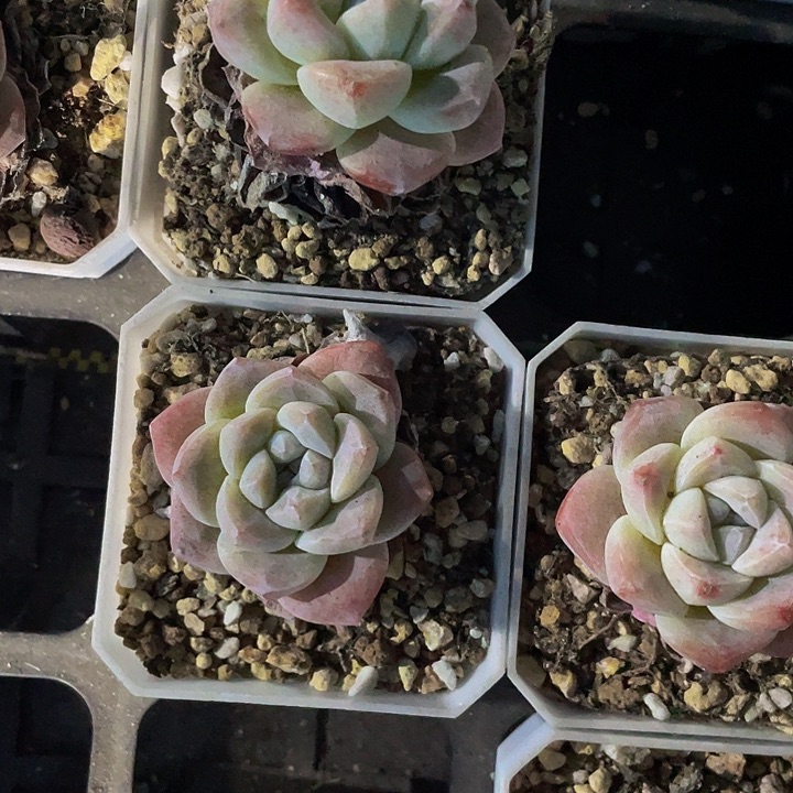 7方大冰玉带盆土发