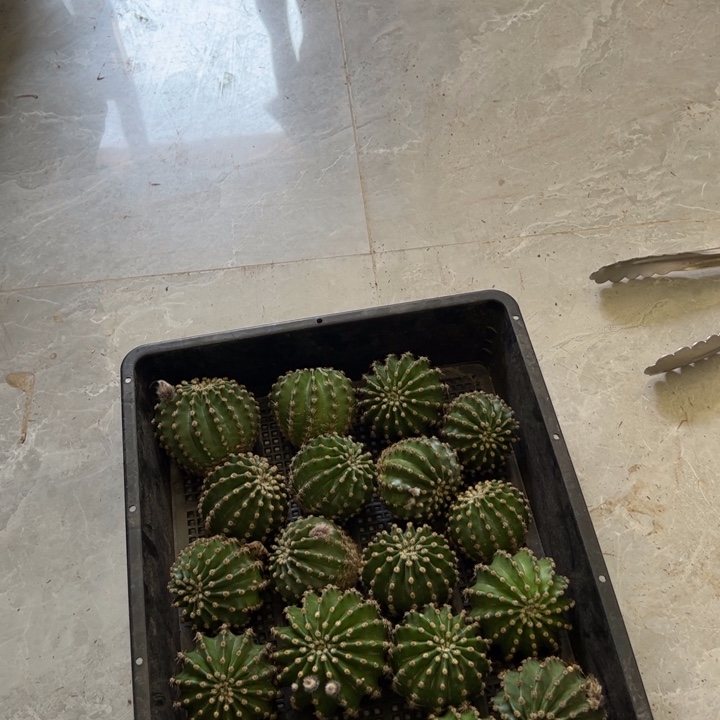 仙人球彩草歪马丙歪