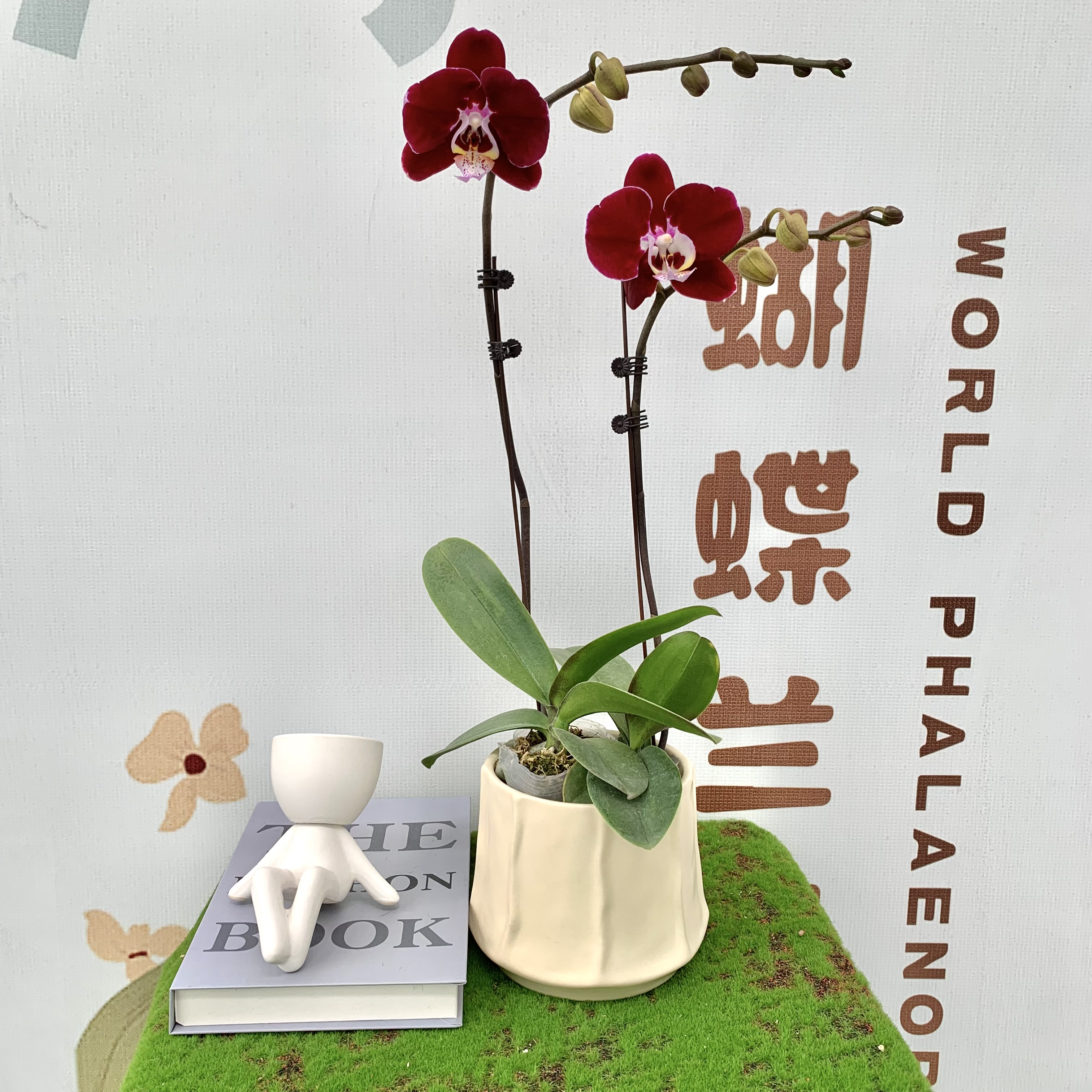 【幻影】3.0杯精品蝴蝶兰 精緻桌面款花卉绿植