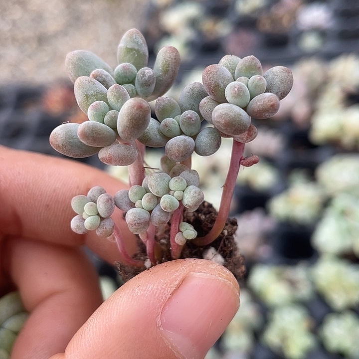 一物一拍满18包邮