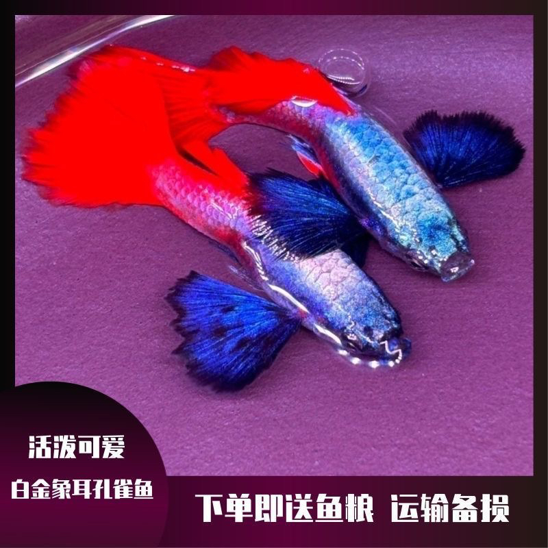 白金象耳红尾孔雀鱼小型热带淡水精品观赏鱼适合新手