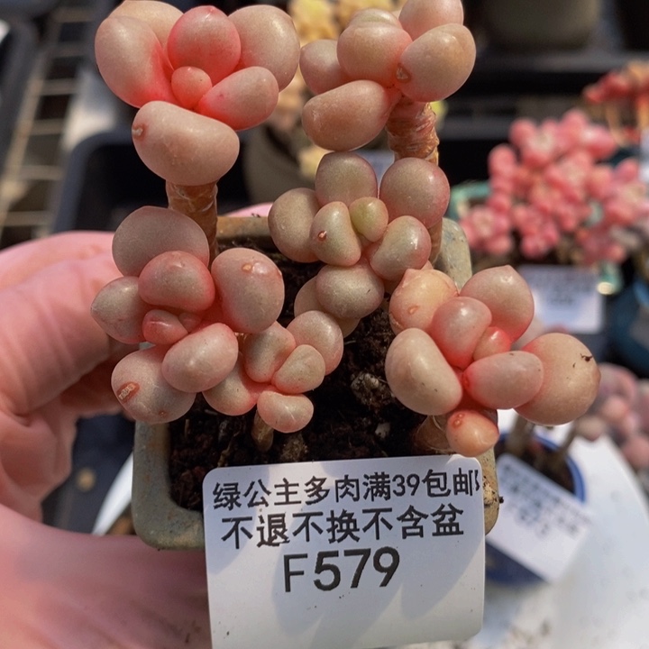 先锋派5cm579多肉植物
