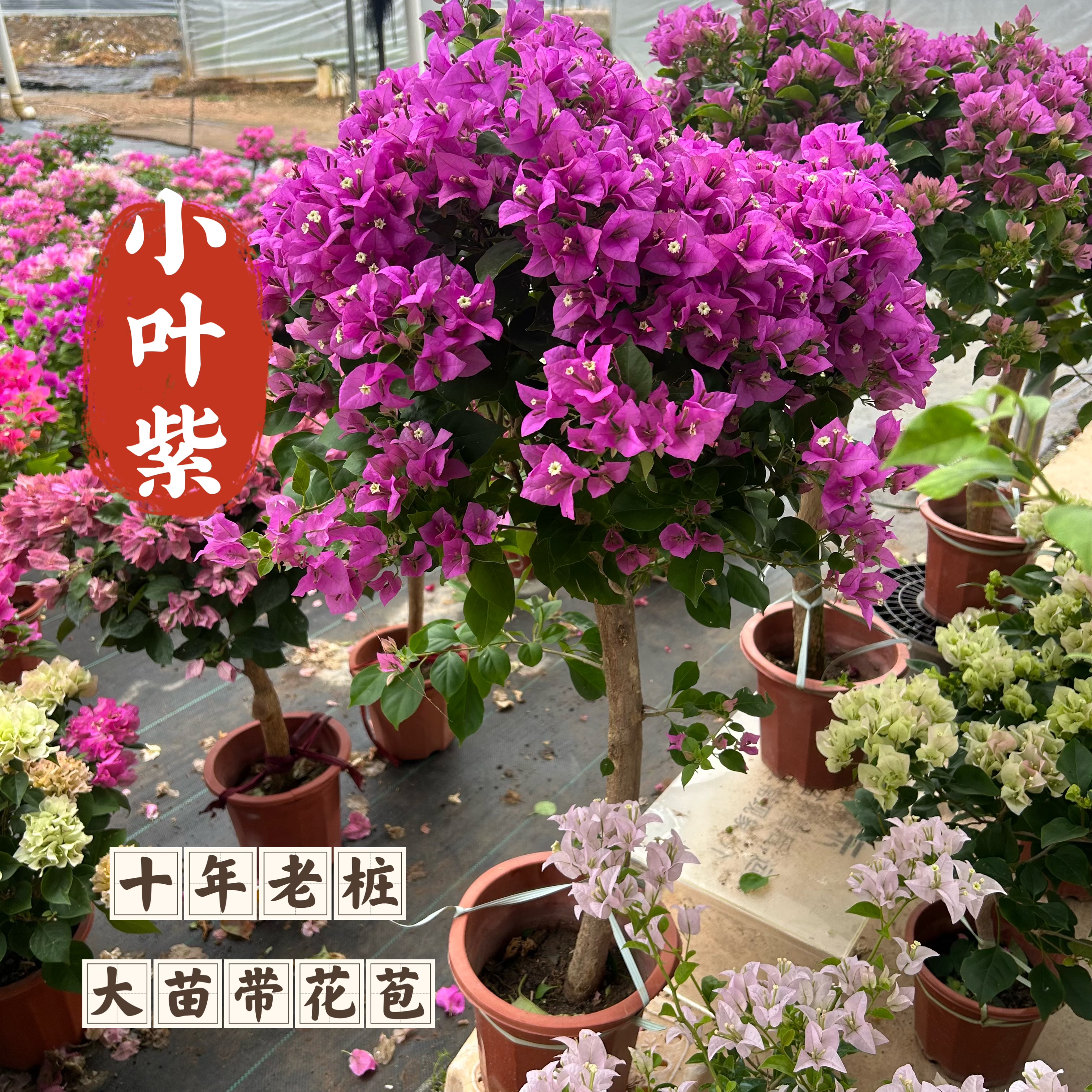 超大【小叶紫】三角梅勤花品种阳台花卉掉花掉叶介意慎拍