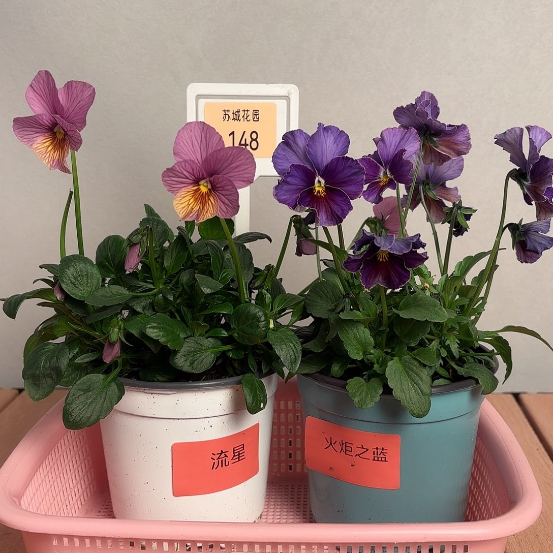 大部分开放少量花苞148