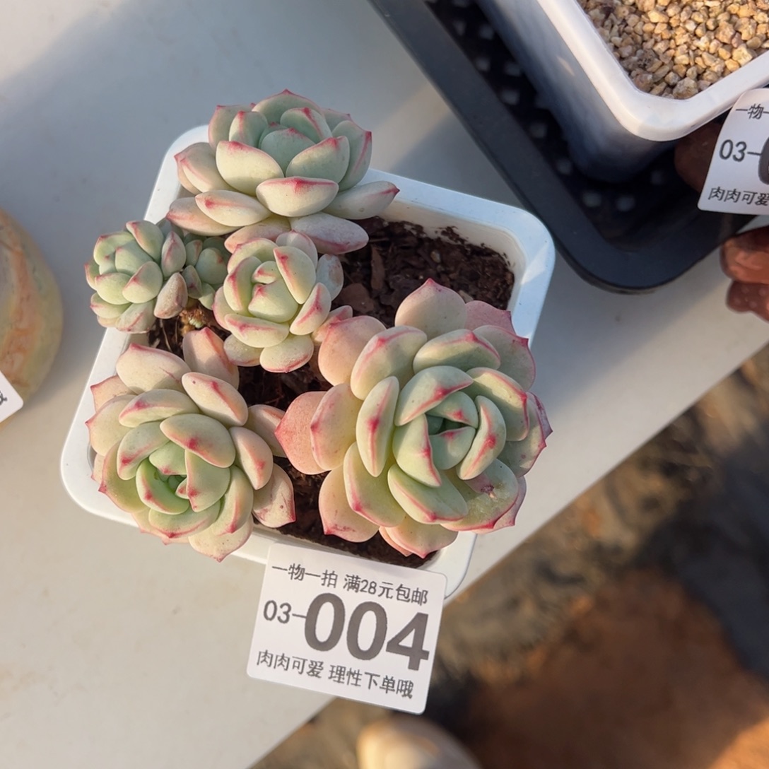 白底香草老桩多肉多肉多肉多肉