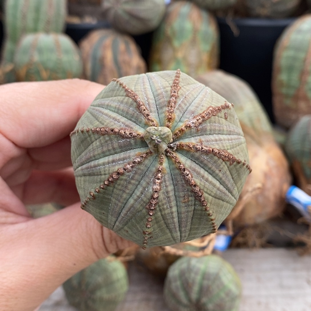 3 欧系实生布纹球多肉植物