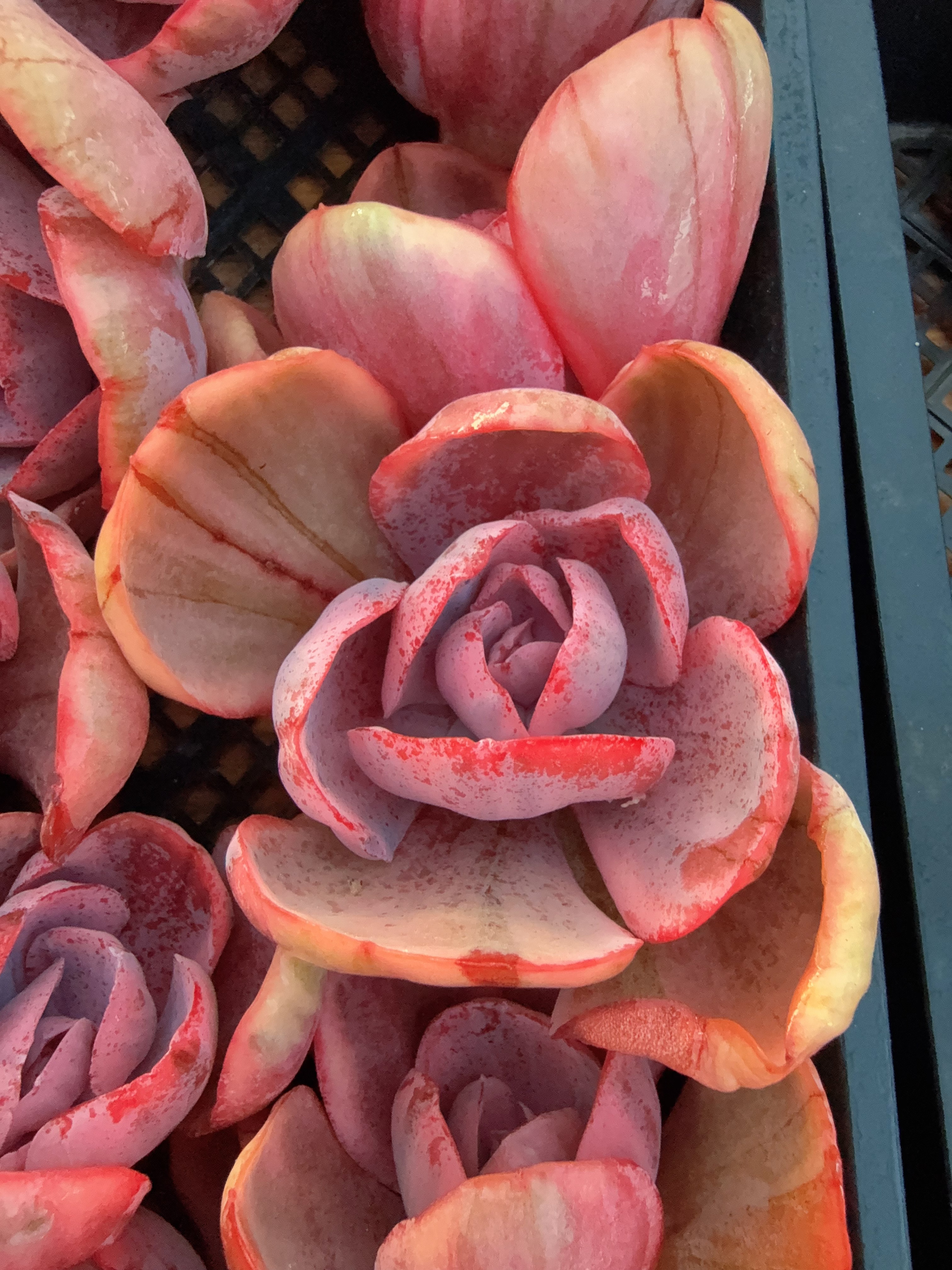 【头盖无根】粉色安吉尔锦（4-7cm）脱土