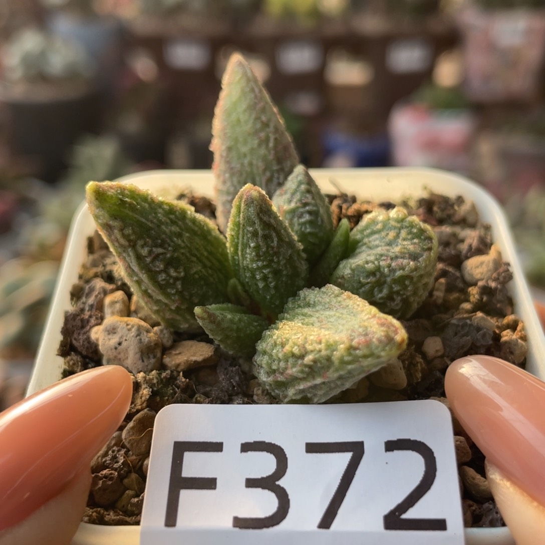     七彩仙女。 372。   