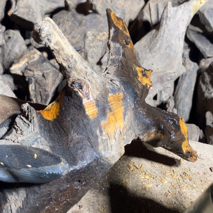 清***在贡木把件感谢大家