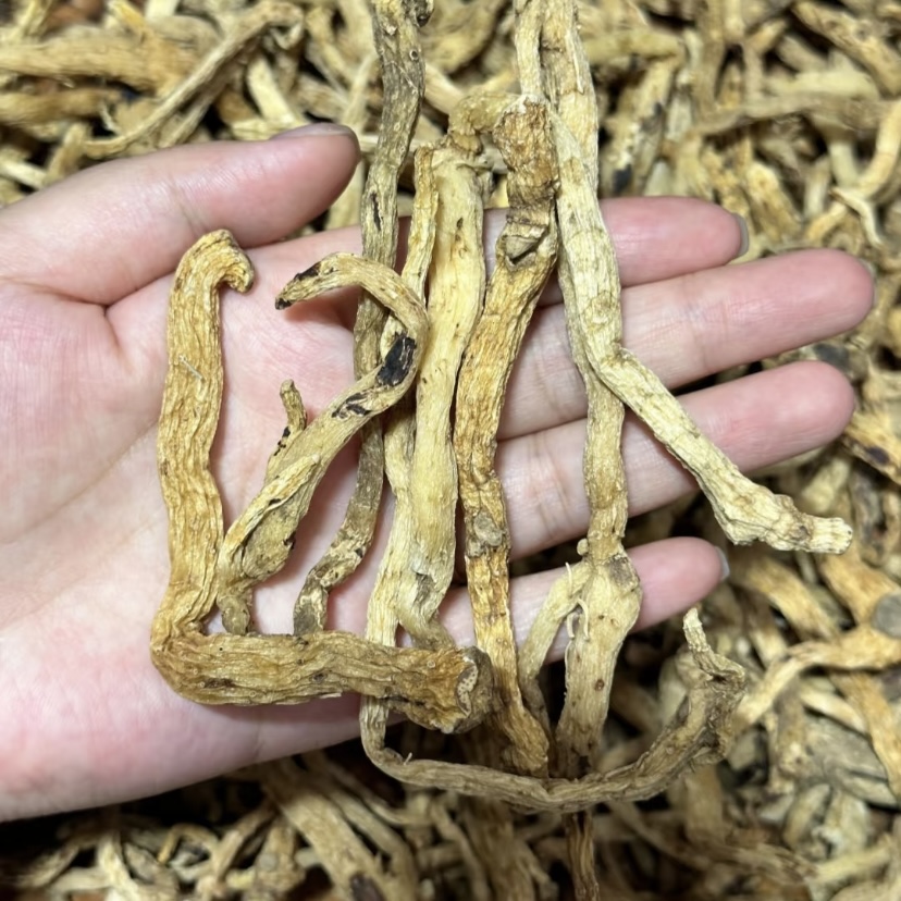 【小曾优选】野生玉竹