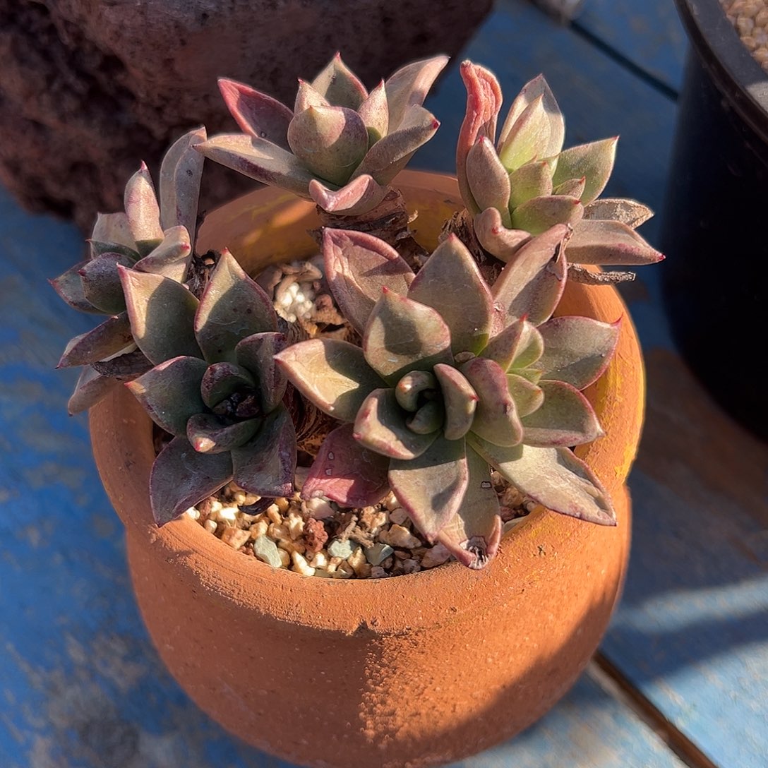 绿体苹果叶一物一拍3128