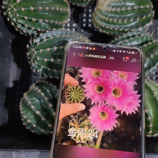 仙人球金刚24侧芽