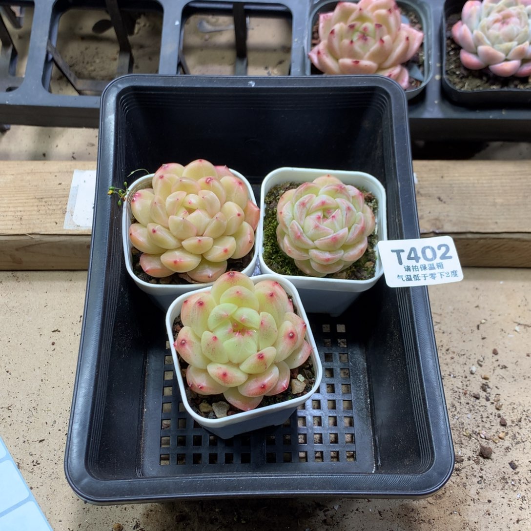 懒羊羊一物一拍专拍