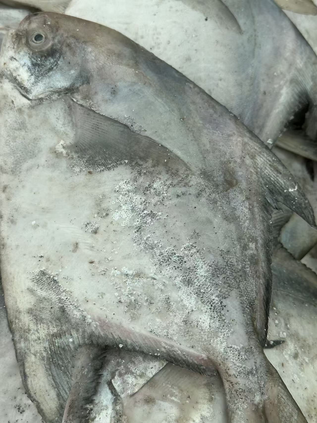 新鲜深海鲳鱼肉质鲜嫩营养高可香煎清蒸3斤