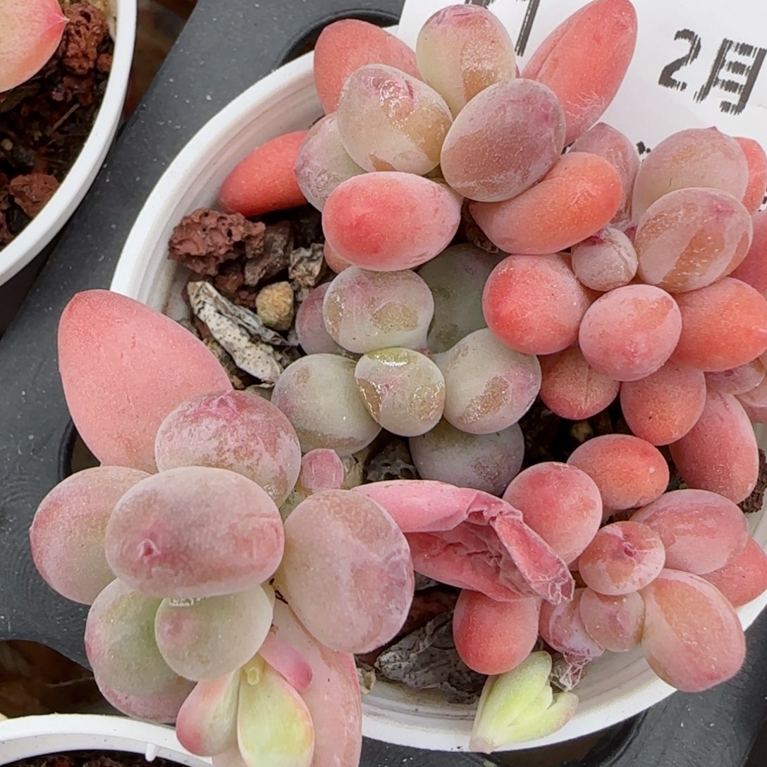 花语逸境0216-314