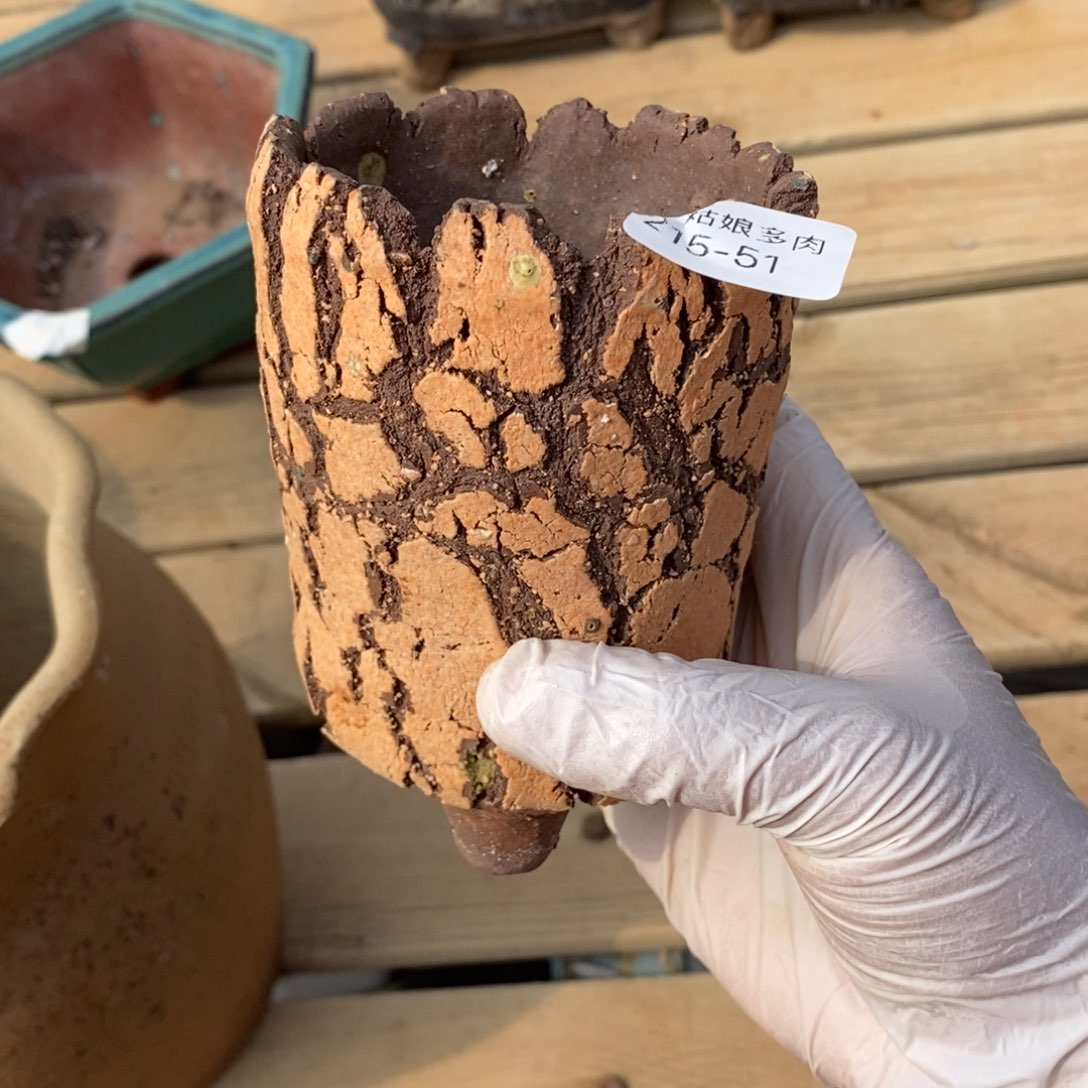 红陶恩51号多肉盆一个呀