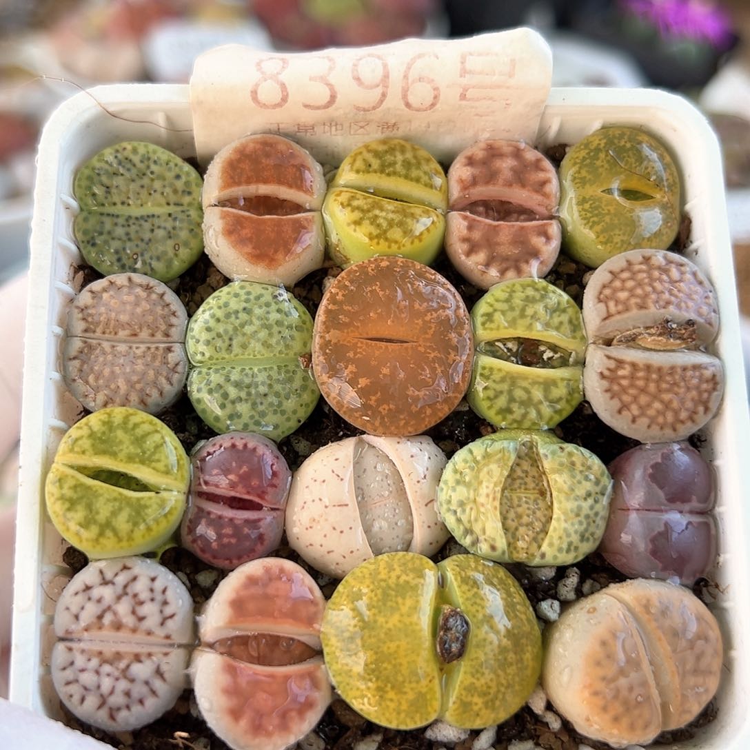 好养易活生石花大母本8396特价