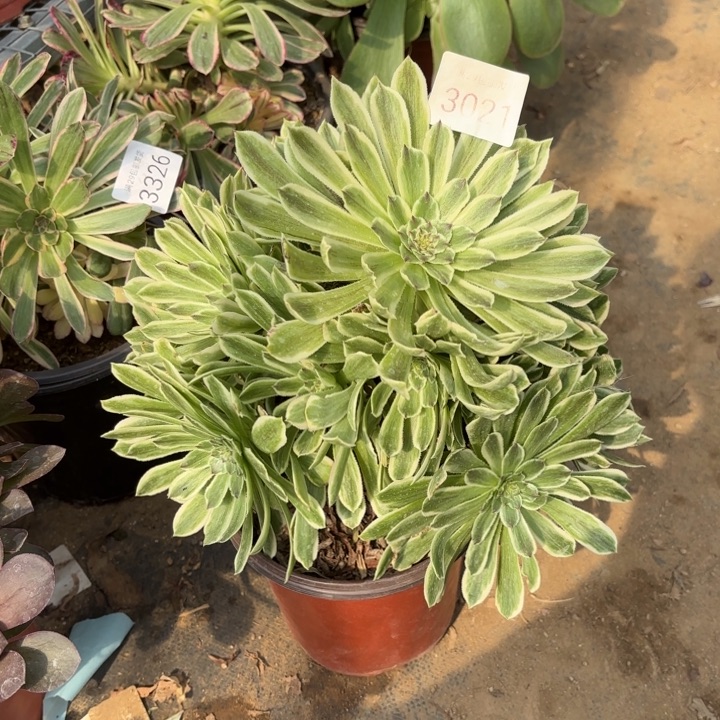 碧浪多肉法师3021