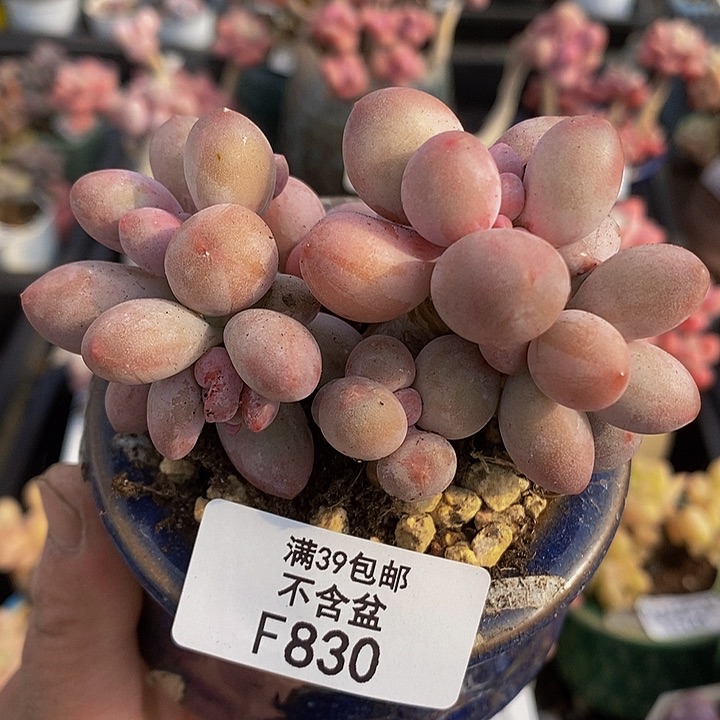 汤圆老桩8cm830多肉植物