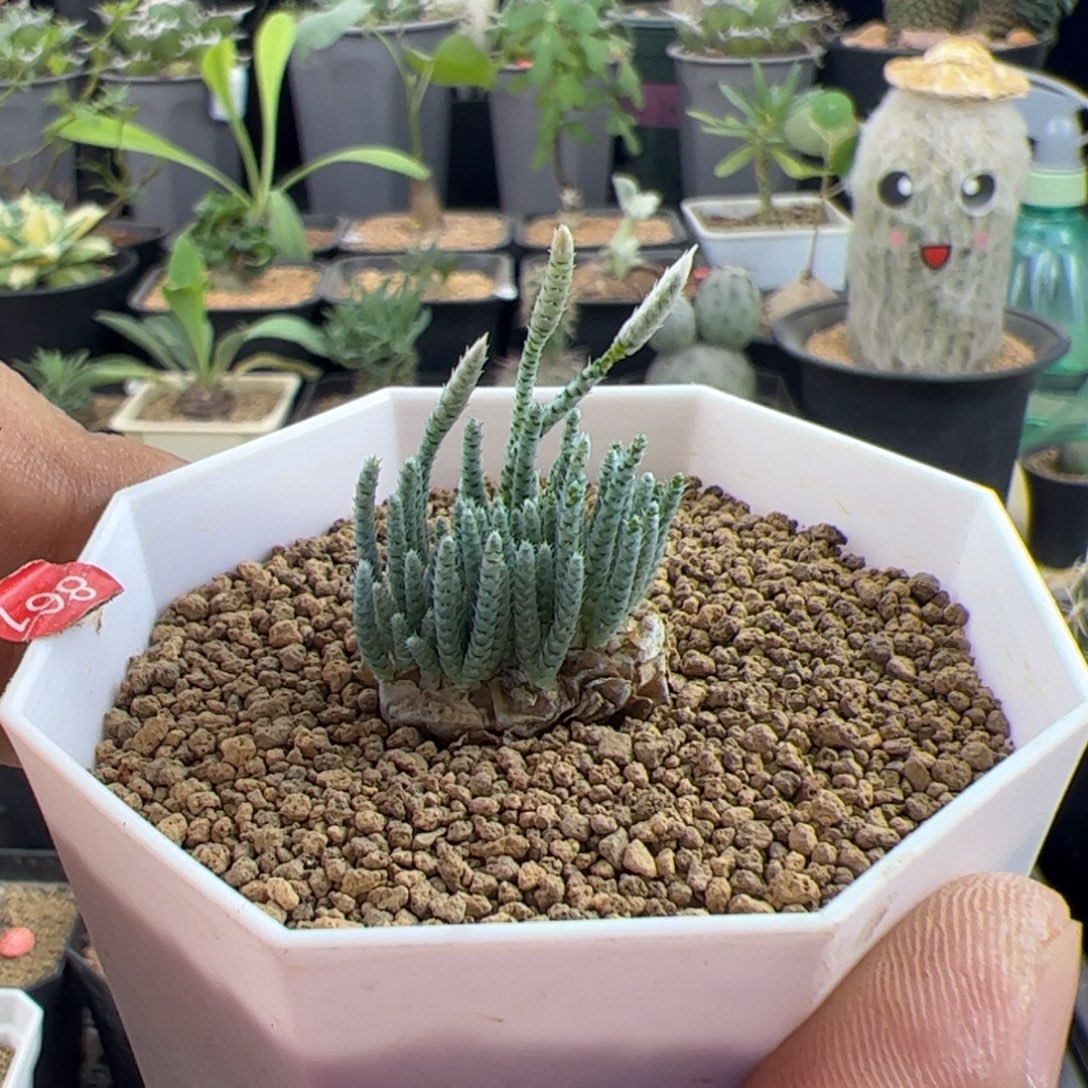 韧锦一物一拍脱土发