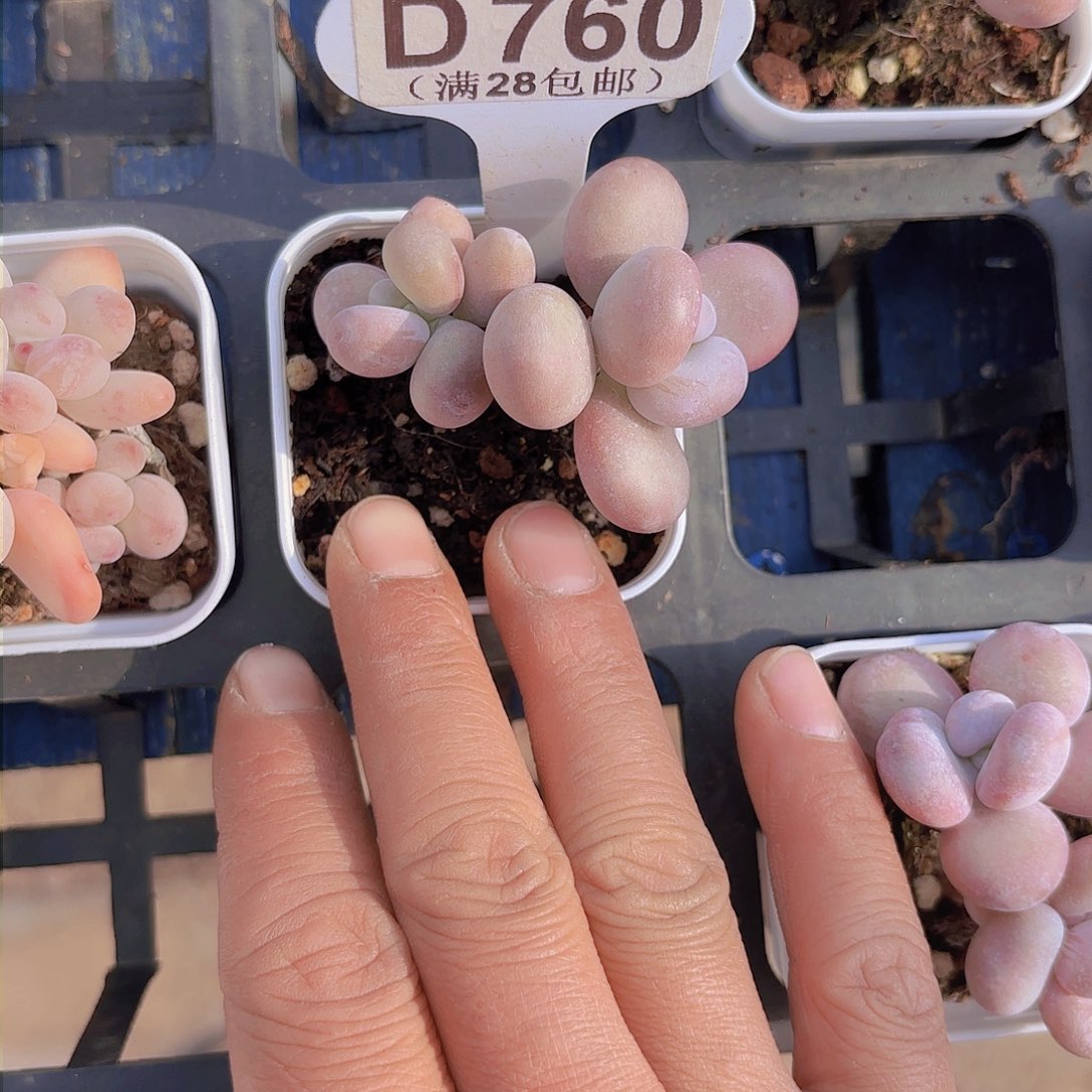 D760日系蛋黄奶一物一拍