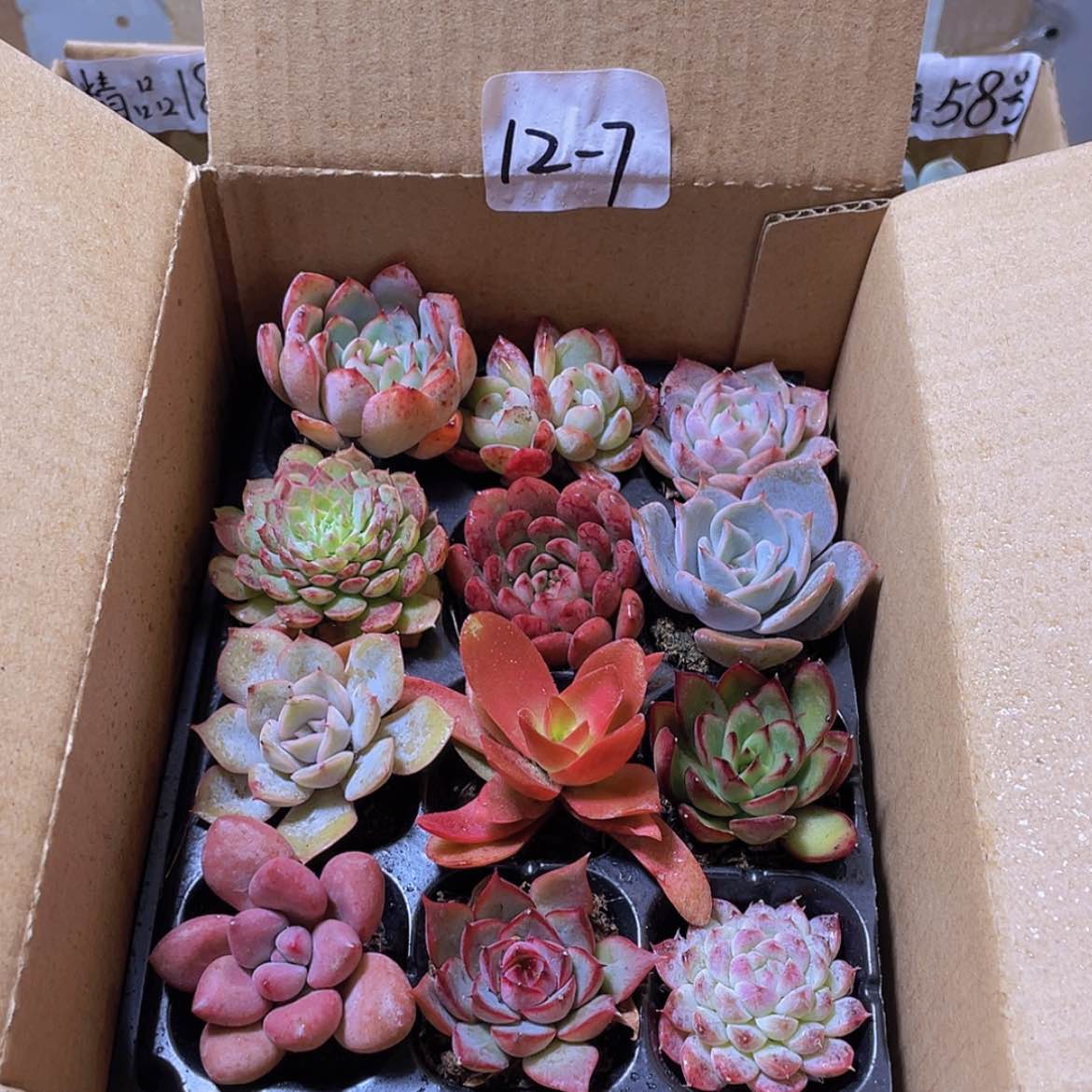 【闪购商品】12颗-7