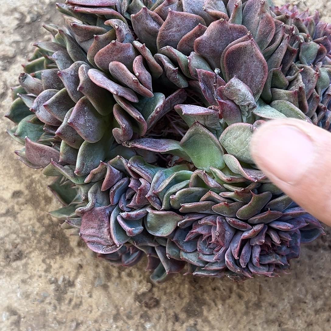 兰***心程成多肉植物蓝莓