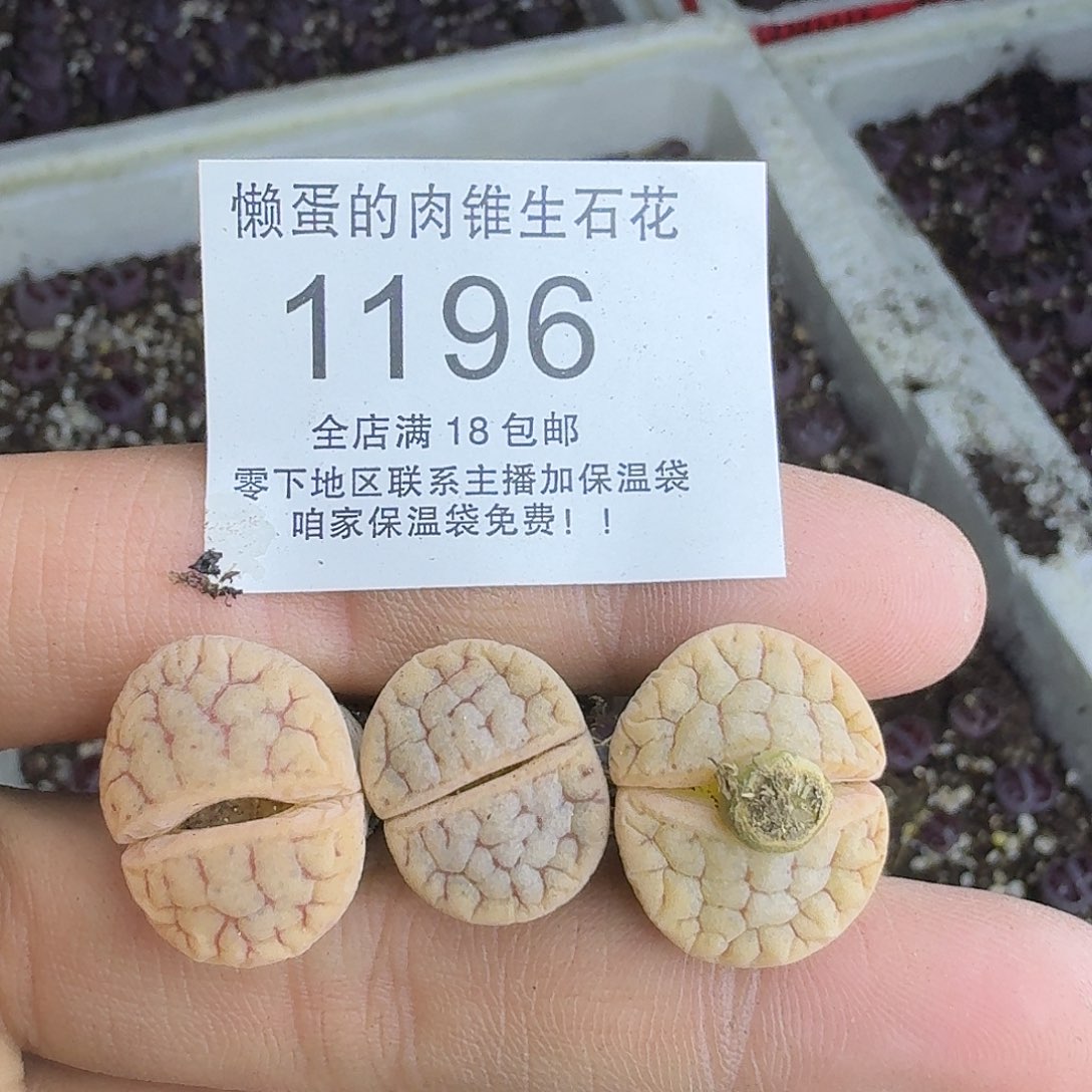 1196 哈哈哈哈哈哈哈哈