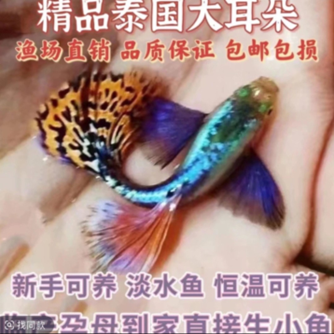 小型热带观赏鱼泰系大耳朵马赛克种鱼(入缸后不包损)