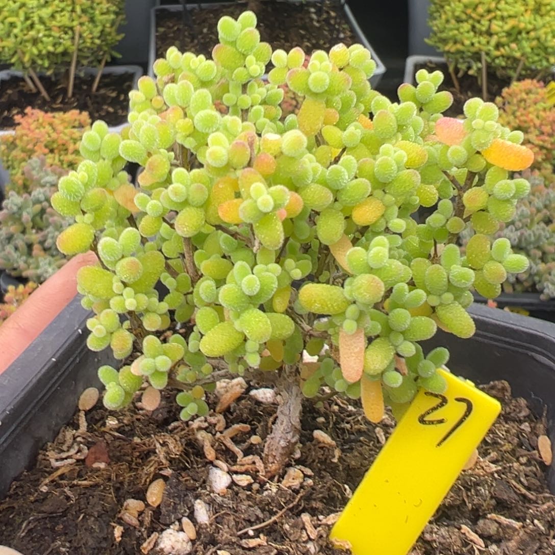 金桔糖球27号9.5cm盆