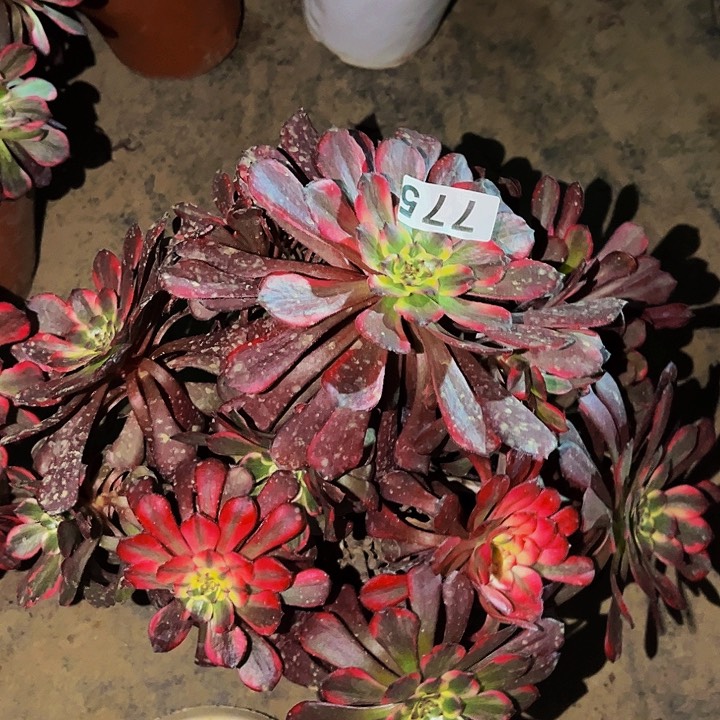 775烟花多肉植物处理不售后