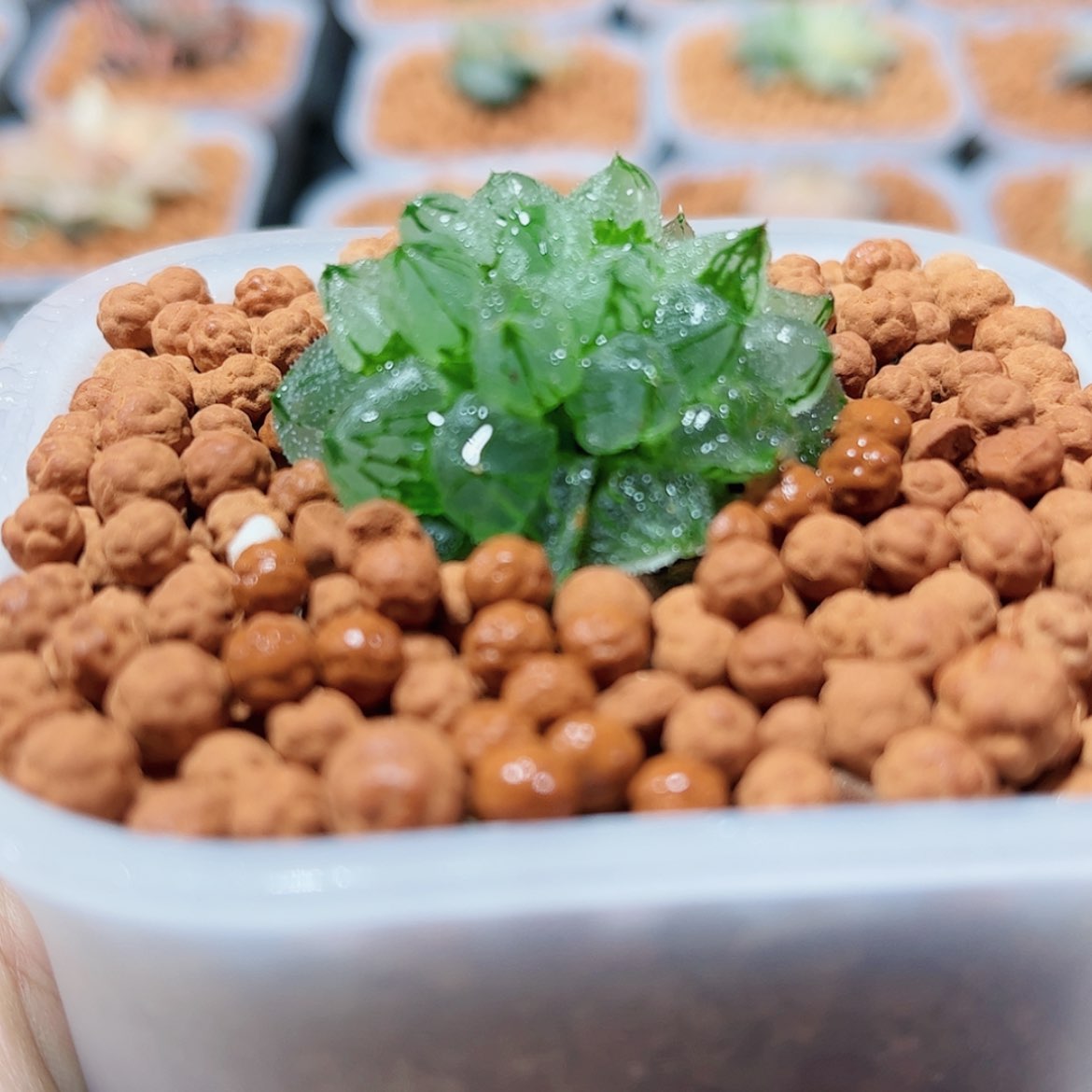 【闪购商品】冰墩墩