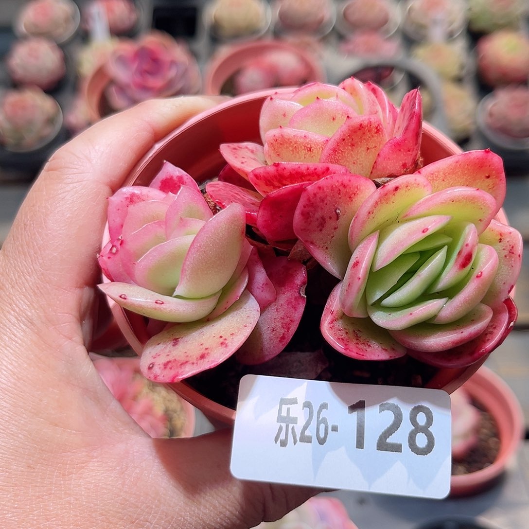 乐26-128 冰玫瑰锦