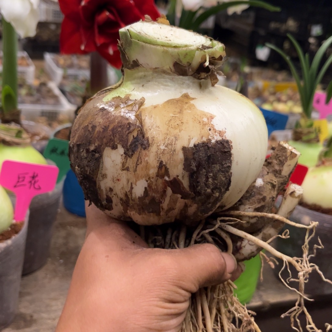 尝***草直径13厘米大球朱顶红