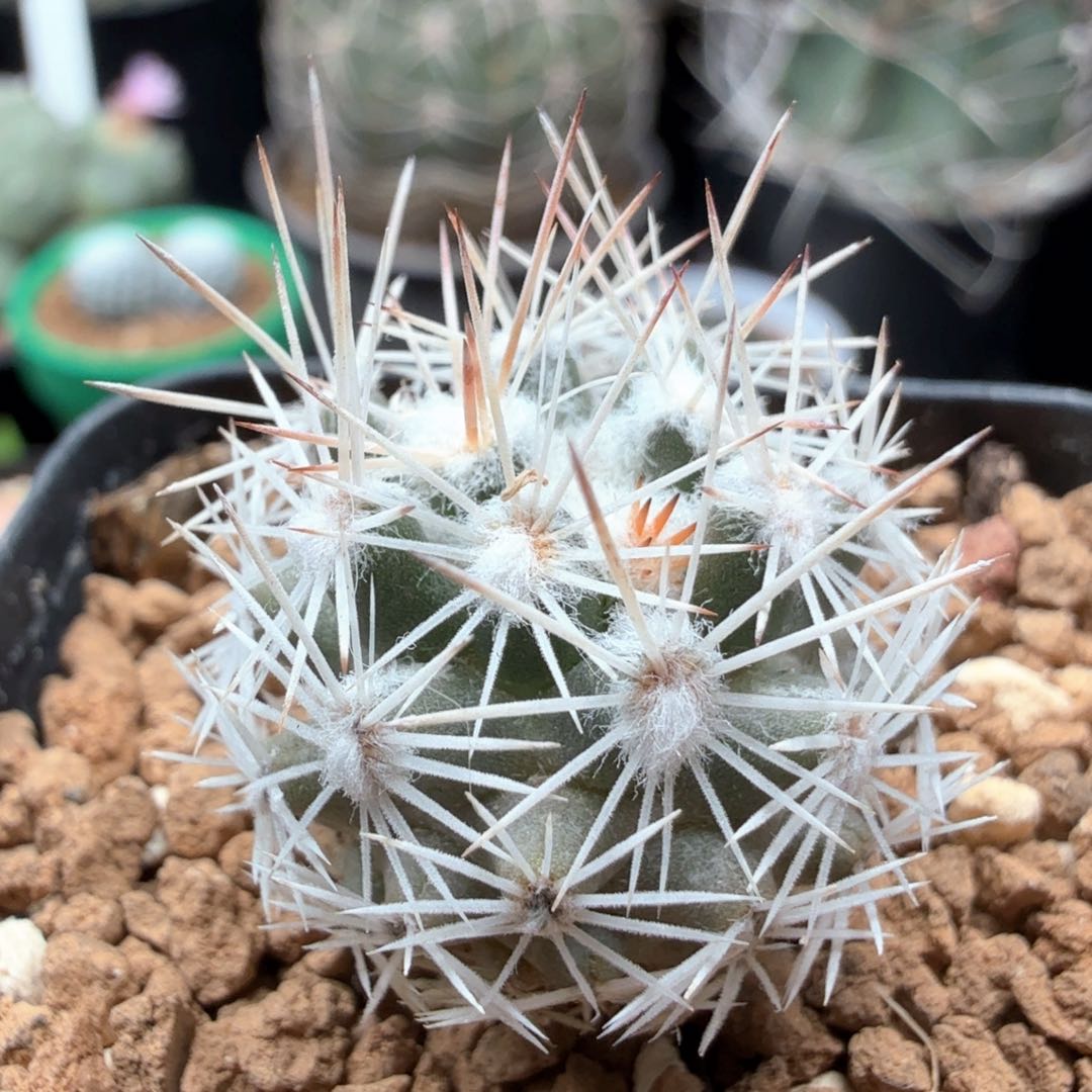 无花朵实生雪花丸尺寸2.5