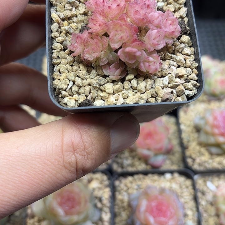 932号麦杆群多肉植物