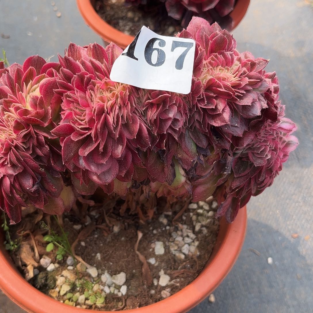 昌*缀化多肉植物167