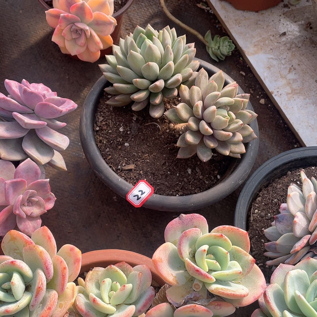 22象牙 一物一拍多肉