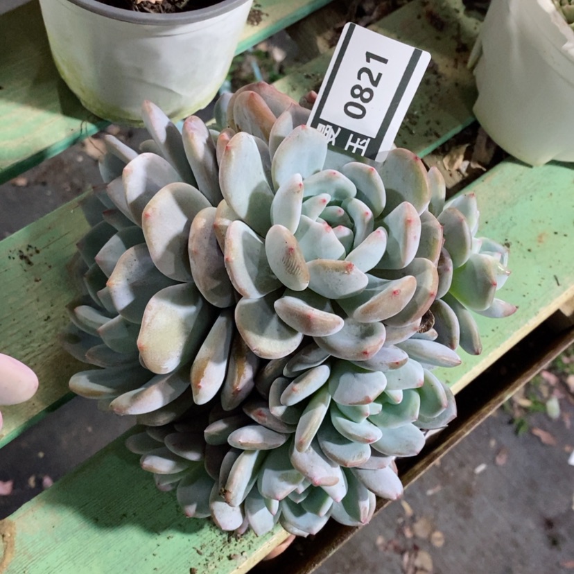 【闪购商品】橙梦露0821