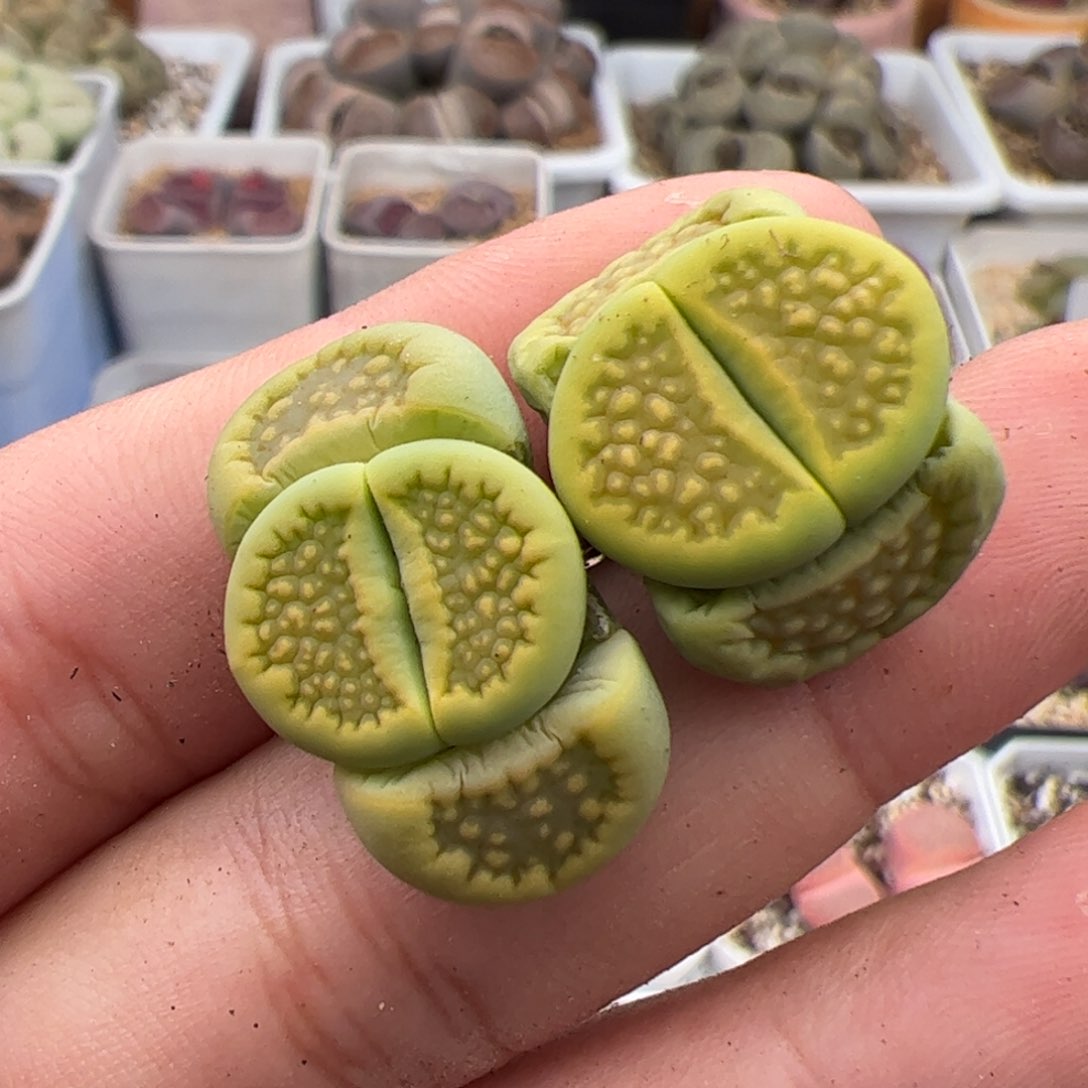 0464号绿巴里 2颗 多肉植物