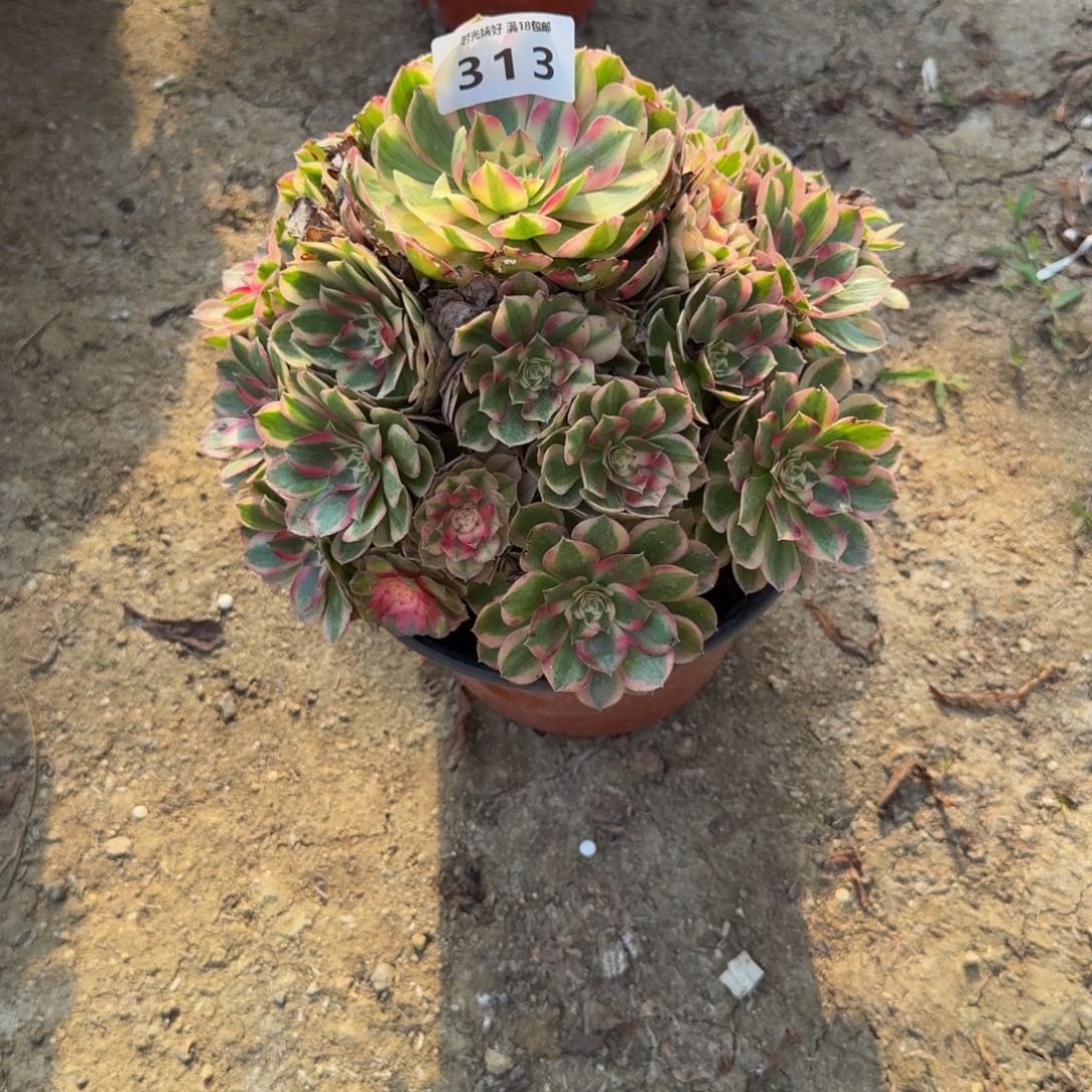 313瑶光。多肉植物