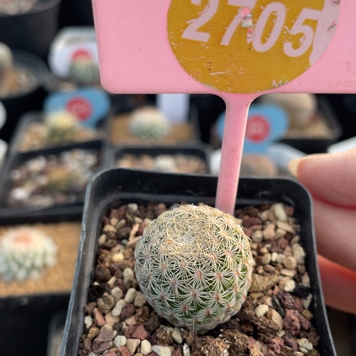 实生白子法师270500000